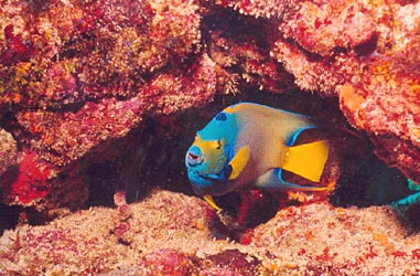 Parrotfish